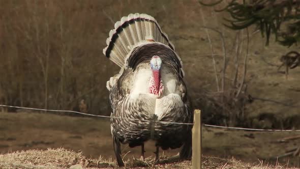 Male Wild Turkey in the Woods.