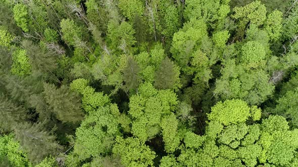 Drone Panning Up Over Bright Forest Canopy With Vibrant Green Color alt