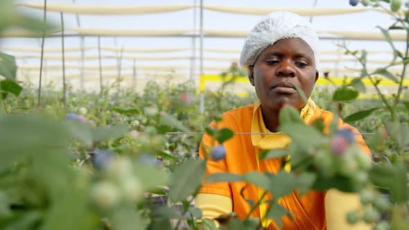 Worker working in blueberry farm 4k