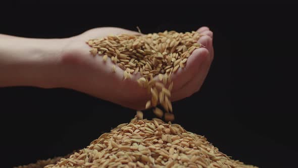 Hand Pouring Rice Grains Flies Down In Slow Motion