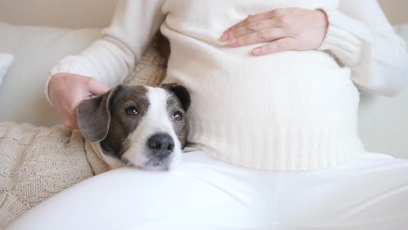 Close-Up Of Pregnant Woman Belly With Dog