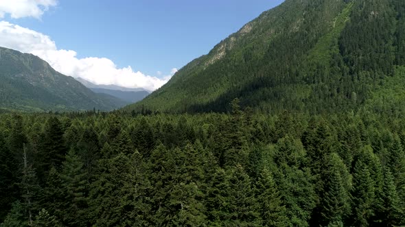 Green Forest and High Mountains Aerial View