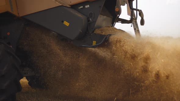 Wheat Harvesting on Field in Summer Season