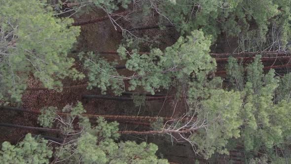 Vertical Video of Trees in a Pine Forest Slow Motion