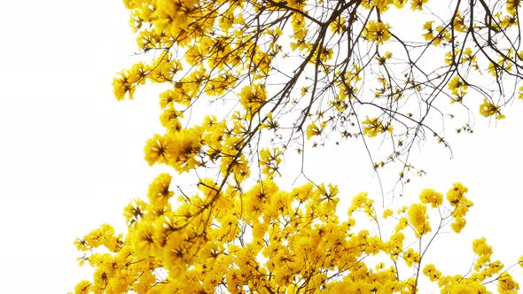 Yellow Tabebuia Flower Blossom