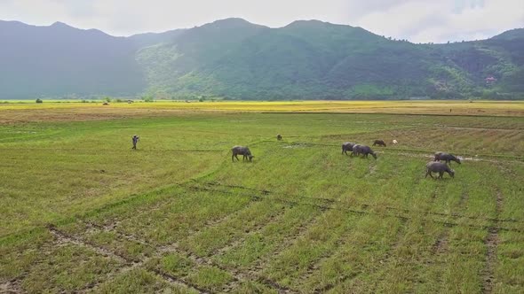 Aerial View Buffaloes Graze on Rice Field Under Cloud Shadow