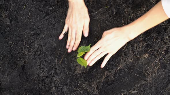 Hand Of Woman Growing The Plant