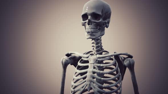 Full Human Skeleton Standing