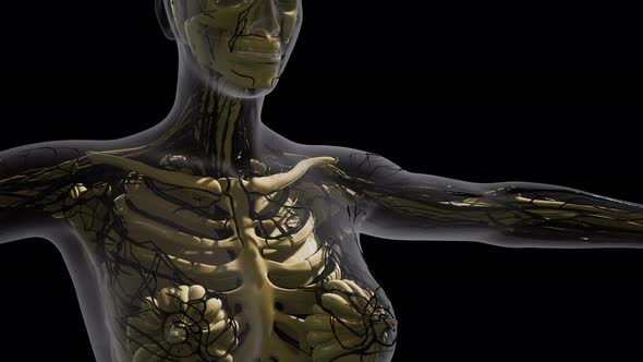 Science Anatomy of Human Blood Vessels alt