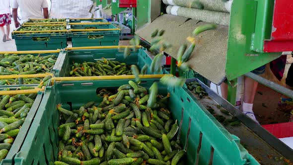 Production of Consumer Cucumber