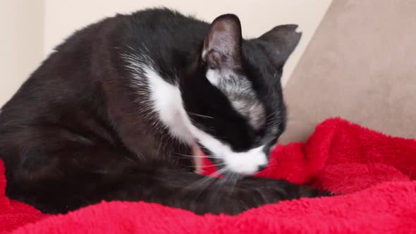 A Tuxedo Cat On Red Blanket Caught By Camera During Self Cleaning - close up