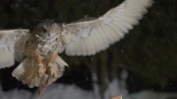 Eagle Owl Flapping Wings and Flying Landing on Branch Pole Winter Snowfall