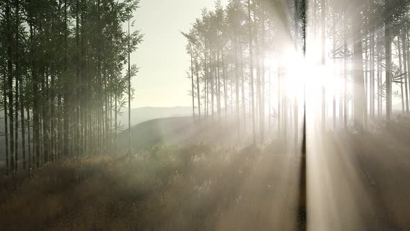 Green Bamboo Forest in Hills