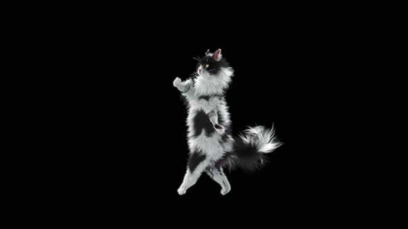 Cat Dancing HD