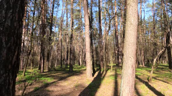 Forest with Pine Trees During the Day POV