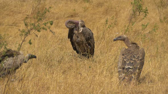 Vultures cleaning their feathers