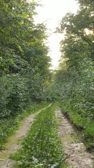 Vertical Video of Summer Forest By Day