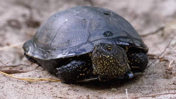 River Turtle Lies on Sand. European Pond Turtle Emys Orbicularis. Slow Motion