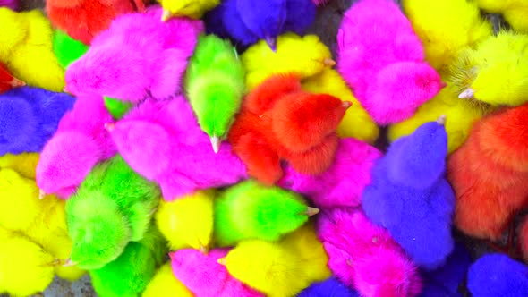 Colorful Chicks