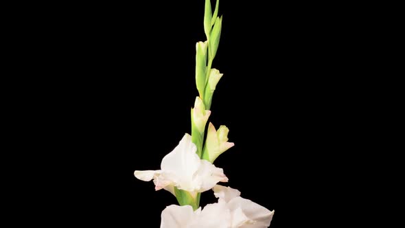 Time lapse of Opening White Gladiolus Flower