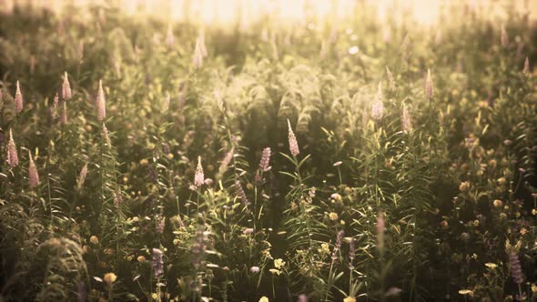 Wild Field Flowers at Summer Sunset