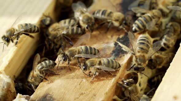 Beautiful bees working in the hive and crawling on the frames with combs in sun.