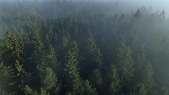 Aerial view of forest through fog, autumn, Black Forest, Germany