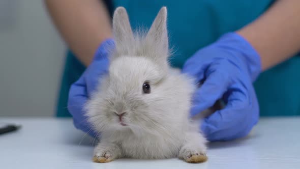 Veterinary Hands Examining Rabbit Fur for Fleas or Mites Pet Healthcare Exam