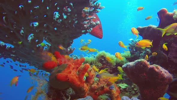 Underwater Beautiful Seascape