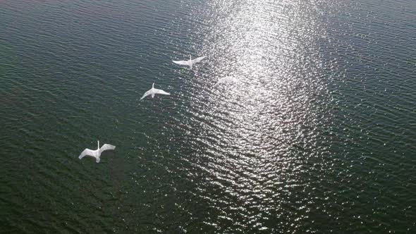 Top view of the flight of four swans over the water, 4k drone, 50% slow.