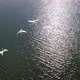 Top view of the flight of four swans over the water, 4k drone, 50% slow. - VideoHive Item for Sale