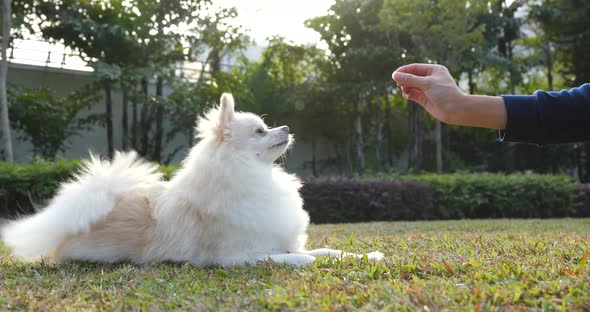 Pomeranian dog at outdoor park