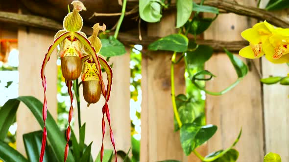 Flower Of Lady Slipper Paphiopediium Villosum