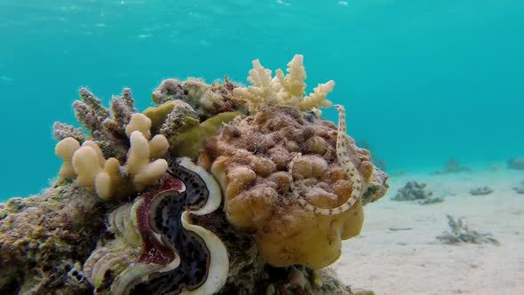 Underwater Colorful Maxima Clam and Pipefish