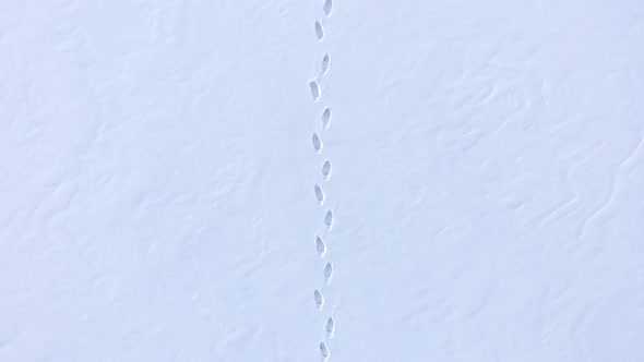 Footprints In The Snow