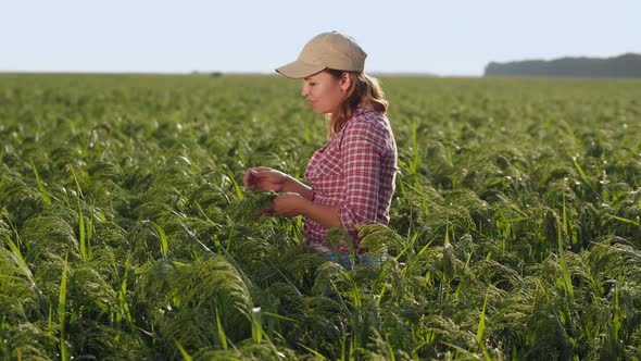 Farmer Girl Examines Ripening Millet in the Field