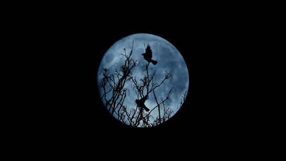 Birds Fly Off Tree Top At Night