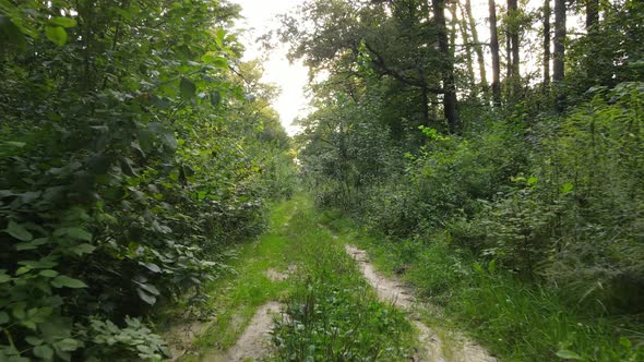 Forest with Trees on a Summer Day Slow Motion