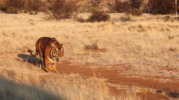 Golden hour light shines on incredible orange Bengal Tiger walking