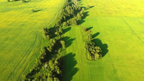 Green Trees in Yellow-Green Field