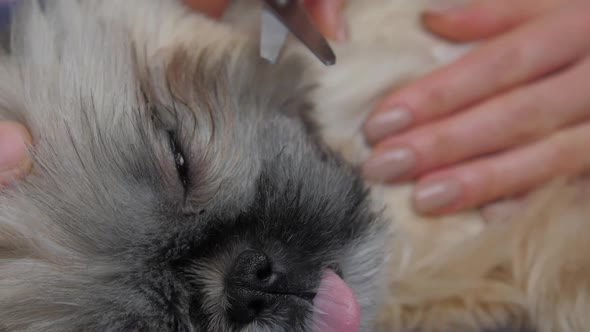 Groomer Pets Scared Shihtzu Puppy and Cuts Brown Grey Fur