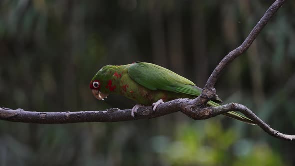 A Mitred Parakeet Sitting on a Wooden Branch in a Forest