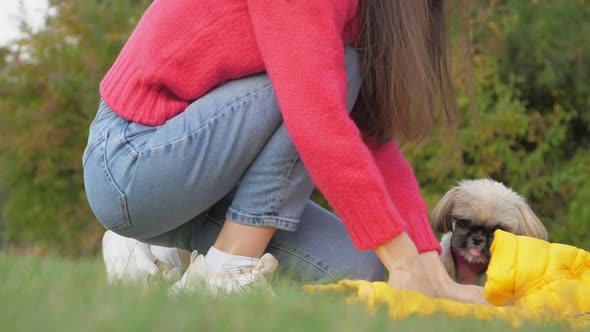 Owner Gives Snacks to Shih Tzu Dog Sitting on Green Field