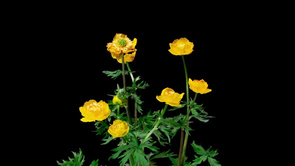 Trollius Europaeus the Time Period of Flowering and Flower Development on a Black Background