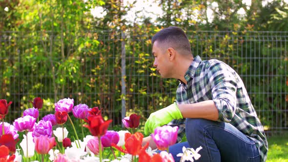 Middle-aged Man Taking Care of Flowers at Garden