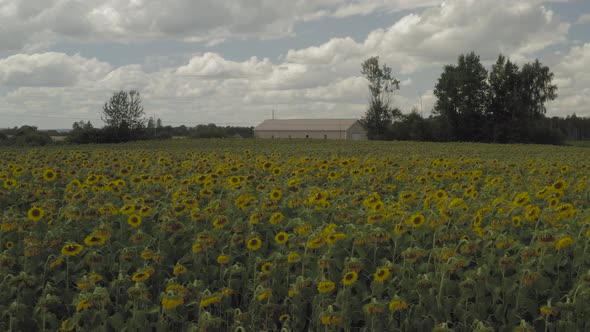 Large crop of Sunflowers blossom in field in front of farmhouse shed