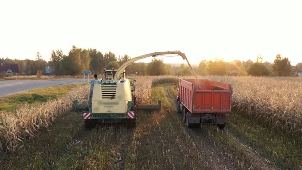 Combine Harvester Collect Corn At Rural Field And Pour It In A Truck Trailer