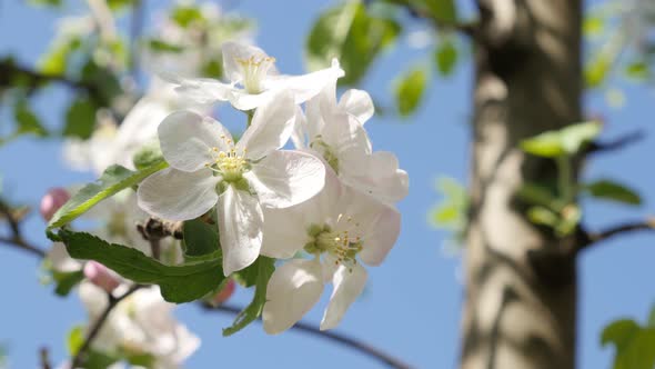 White apple tree flower  details against blue sky 4K 3840X2160 UltraHD footage - Beautiful tiny  flo