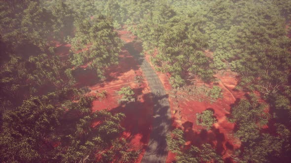 Road in Aerial View with Green Plants and Trees Around