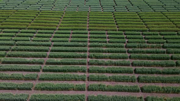 Aerial View of Striped Field with Green Wheat